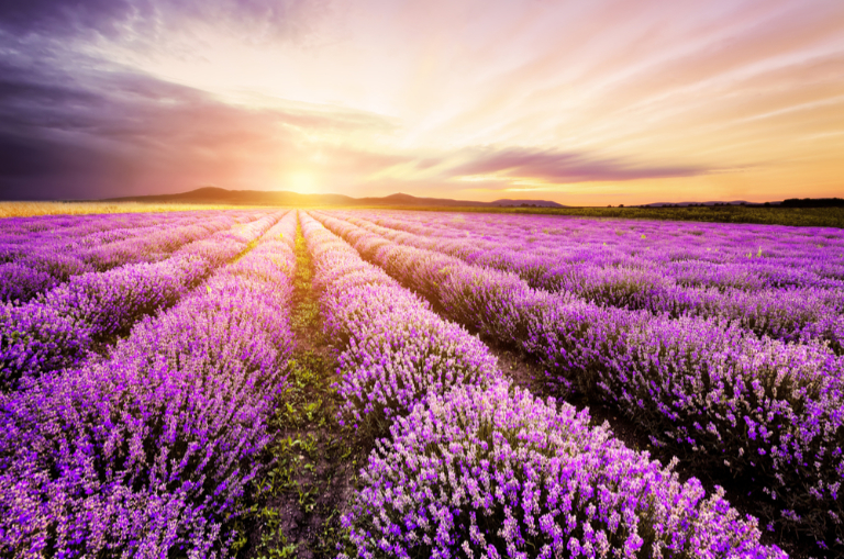 lavender farm